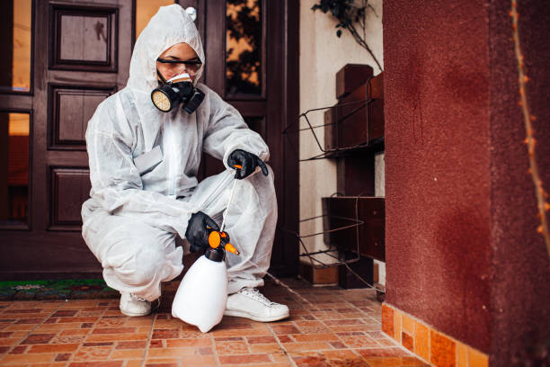 Attic and Crawl Space Rodent Treatment in Moreno Valley