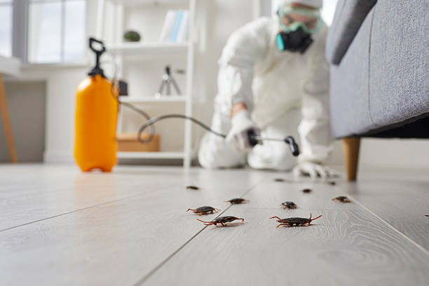 Commercial Rodent Management in Moreno Valley